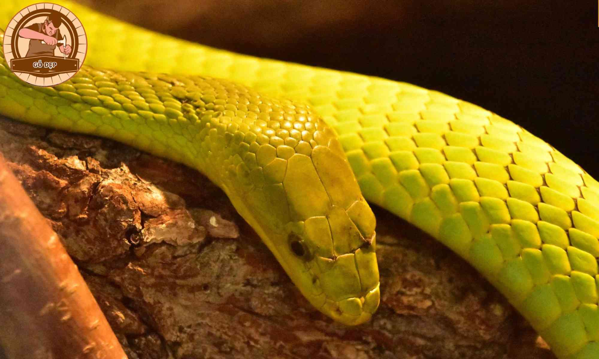 Mơ thấy rắn vàng là điềm gì?