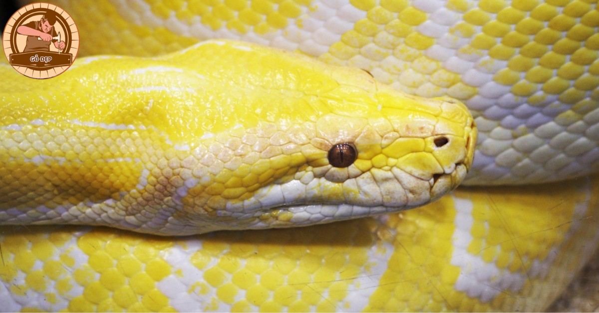 Mơ thấy rắn vàng sẫm báo hiệu điều gì?