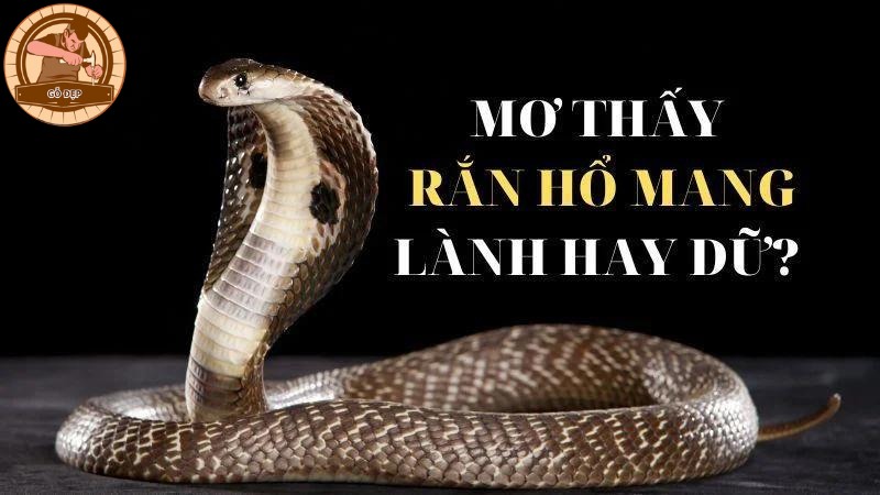 Nằm mơ thấy rắn hổ mang báo hiệu điều gì?