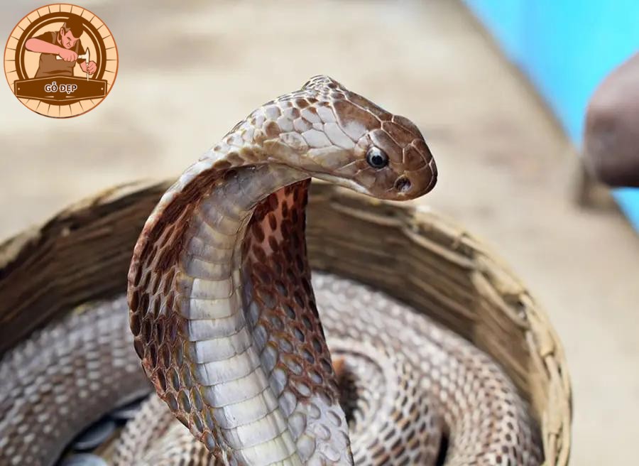 Nằm mơ thấy rắn đuổi theo người lạ