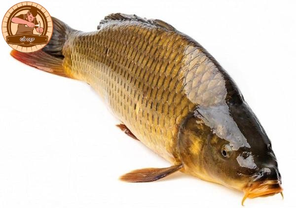 Giải mã về giấc mơ bắt được cá