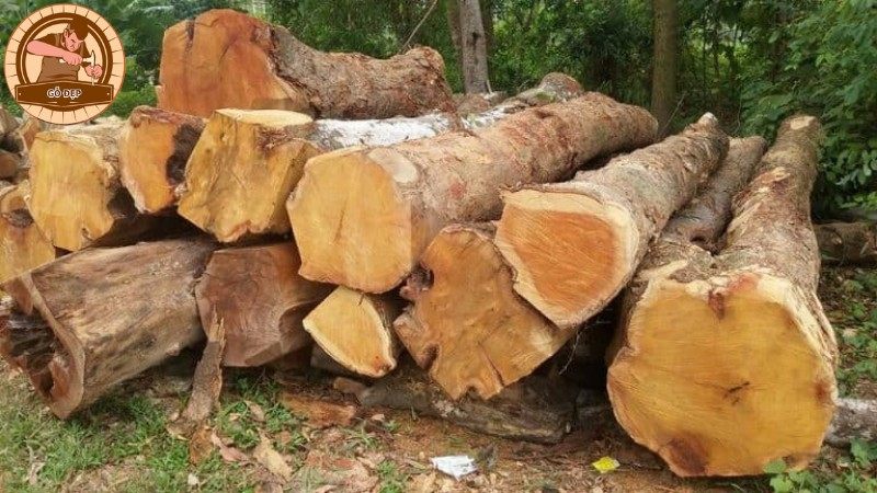 Gỗ mít có các đặc điểm gì?