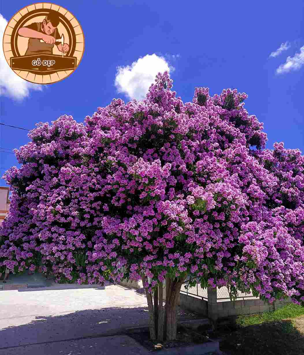 Gỗ bằng lăng thích hợp cho nhiều công trình xây dựng nội thất cao cấp