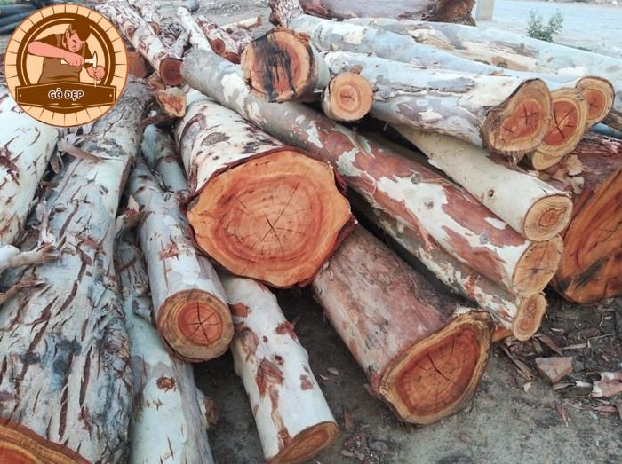 Gỗ bạch đàn mang đến vẻ đẹp và sự tinh tế cho các sản phẩm nội thất và nghệ thuật