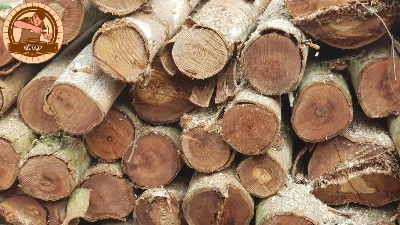 Cây gỗ bạch đàn là loài cây lớn, có thân tròn, và mang lại gỗ rất tốt