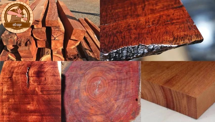 Gỗ bạch đàn dễ dàng cắt và xẻ, bất kể là bằng tay hay bằng công cụ máy móc