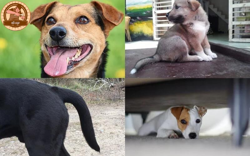 Các biện pháp chăm sóc thú cưng