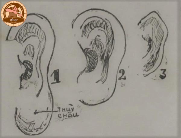 Xem tướng tai đẹp đoán vận mệnh thông qua kiểu dáng của tai