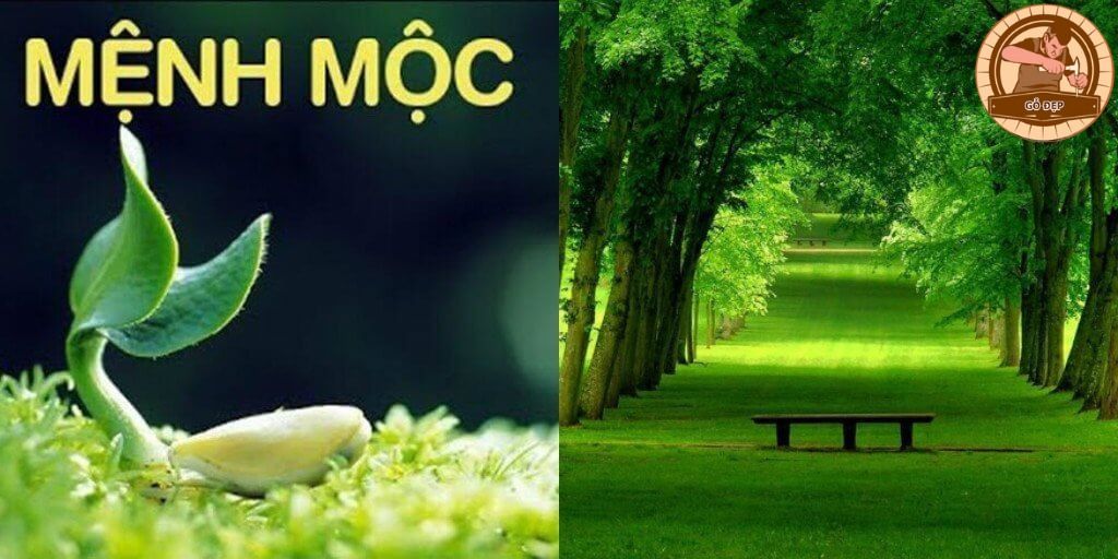 Vận mệnh, năm sinh, tình duyên ấn tượng của Đại Lâm Mộc