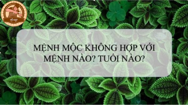 Dương Liễu Mộc hợp hay không hợp cung mệnh nào