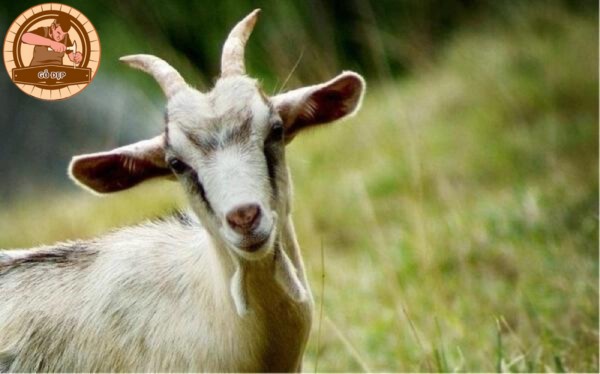 Quý Mùi mệnh Dương Liễu Mộc