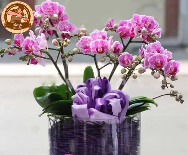 Cây hoa phong thủy Hồ Lan Điệp