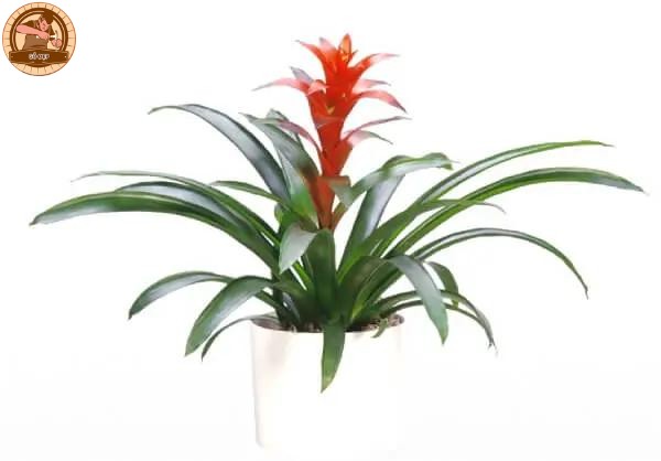 Cây phong lộc mang lại may mắn, tại lộc cho gia chủ