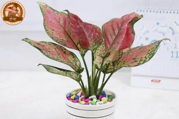 Cây Van Lộc hợp mệnh Sa Trung Thổ