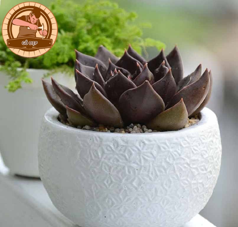 Cây phong thủy Sen Đá Nâu