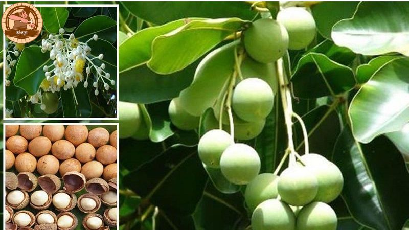 Ứng dụng làm bài thuốc chữa bệnh