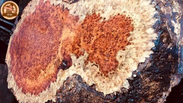 Nhược điểm của gỗ kháo bạn nên biết