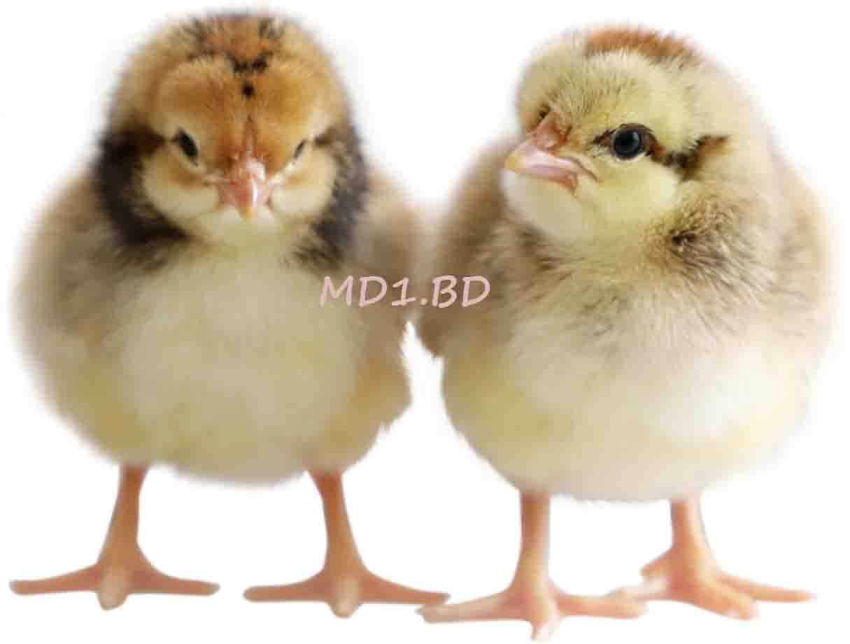 MD1.BĐ ONE-DAY-OLD CHICKS