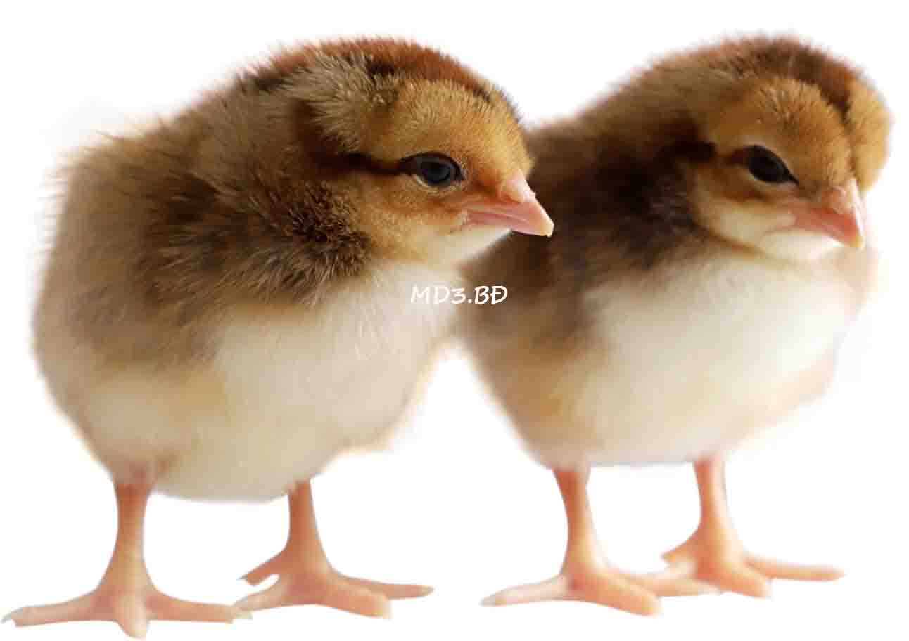 MD3.BĐ ONE-DAY-OLD CHICKS