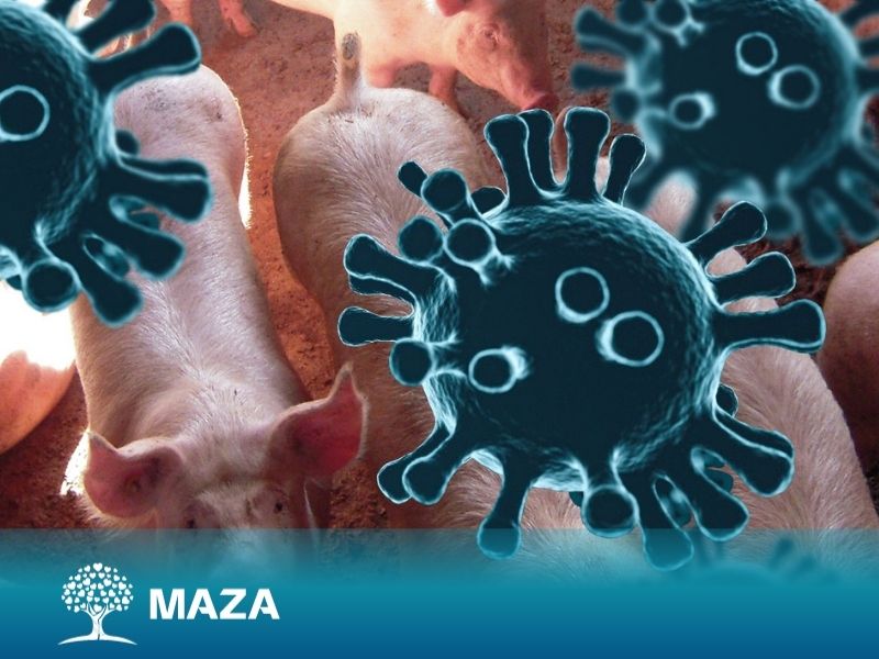 Pigs can be infected with the virus that causes Covid-19