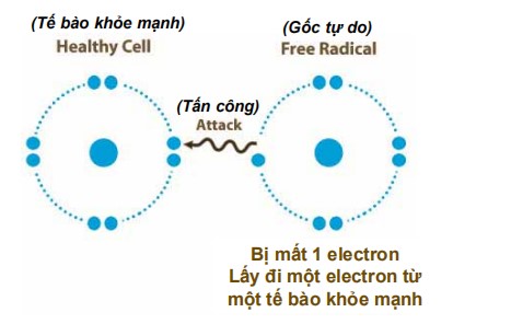 Các gốc tự do bắt lấy hoặc chiếm lấy các electron của các tế bào bình thường làm cho chúng trở thành những gốc tự do mới