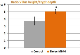 Sử dụng Biolex mb40 giúp cải thiện khả năng kiềm khuẩn, giảm nhiễm trùng nhờ vào tác động của hoa bia