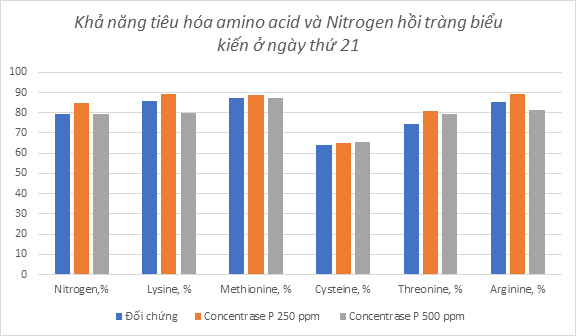 Khả năng tiêu hóa acid amin và nitrogen ở hồi trang biểu kiến ngày thứ 21 của gà thịt khi sử dụng enzyme protease trong sản phẩm Concentrase P