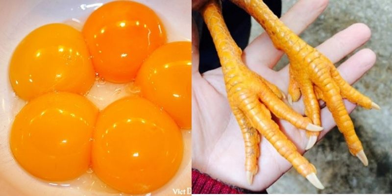 Trong dầu cọ đỏ chứa beta-carotene giúp cải thiện màu sắc lòng đỏ trứng và màu da chân của gia cầm. Giúp đánh giá tình trạng sức khỏe của gia cầm