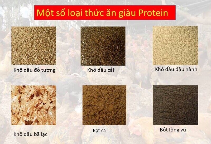 Concentrase P chứa enzyme protease tiêu hóa protein trong các nguyên liệu giàu protein từ thực vật được sử dụng trong thức ăn chăn nuôi