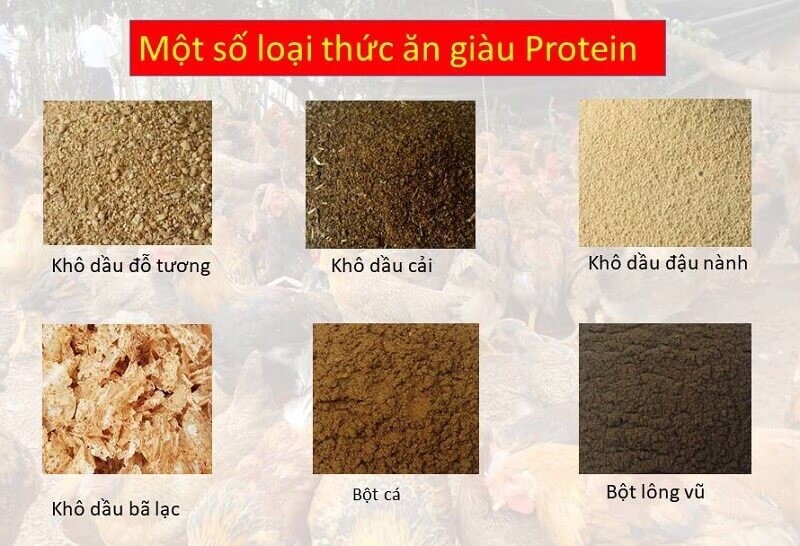 Concentrase P chứa enzyme protease tiêu hóa protein trong các nguyên liệu giàu protein từ thực vật được sử dụng trong thức ăn chăn nuôi