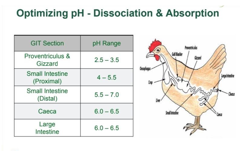 pH đường ruột thấp có tác động tích cực đến khả năng tiêu diệt vi khuẩn và năng suất chăn nuôi