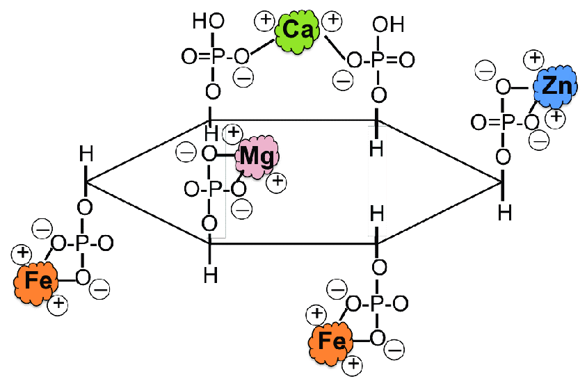 Tác hại của acid phytic trong thức ăn chăn nuôi khi không sử dụng phytase để tiêu hóa chúng, giảm việc hấp thụ Phốt pho trong trong cơ thể vật nuôi