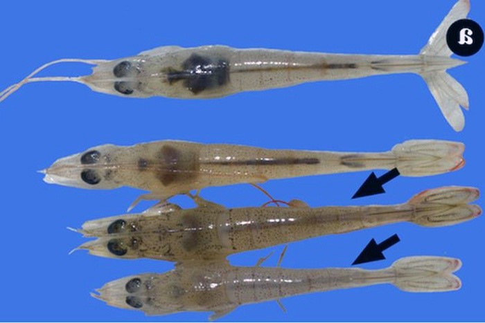 Tôm bị nhiễm vi khuẩn Vibrio spp gây hôi chứng EMS (bệnh chết sớm) làm giảm năng suất nuôi và gây thiệt hại cho kinh tế người chăn nuôi