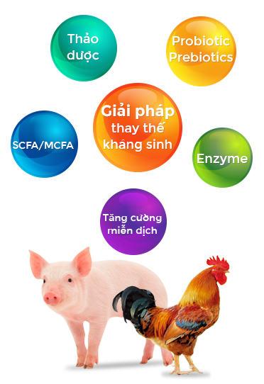 CÔNG TY CP DINH DƯỠNG SÀI GÒN