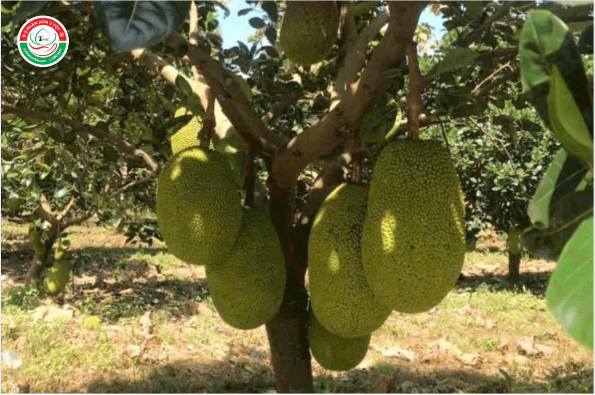 cac-giong-mit-ruot-do-hien-nay