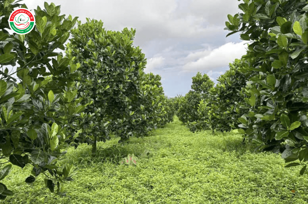 cac-giong-mit-ruot-do-hien-nay