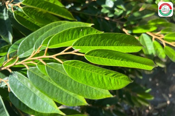 Làm già cơi đọt