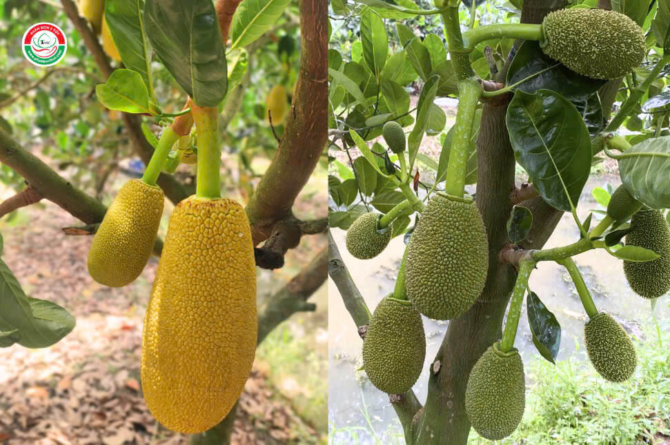 cac-giong-mit-ruot-do-hien-nay