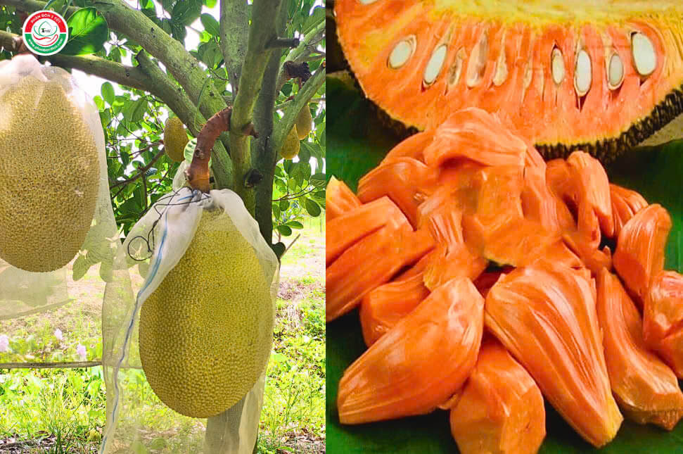 cac-giong-mit-ruot-do-hien-nay