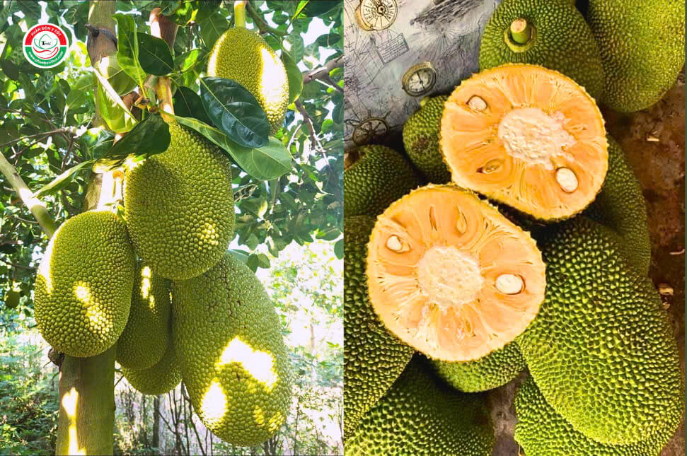 cac-giong-mit-ruot-do-hien-nay