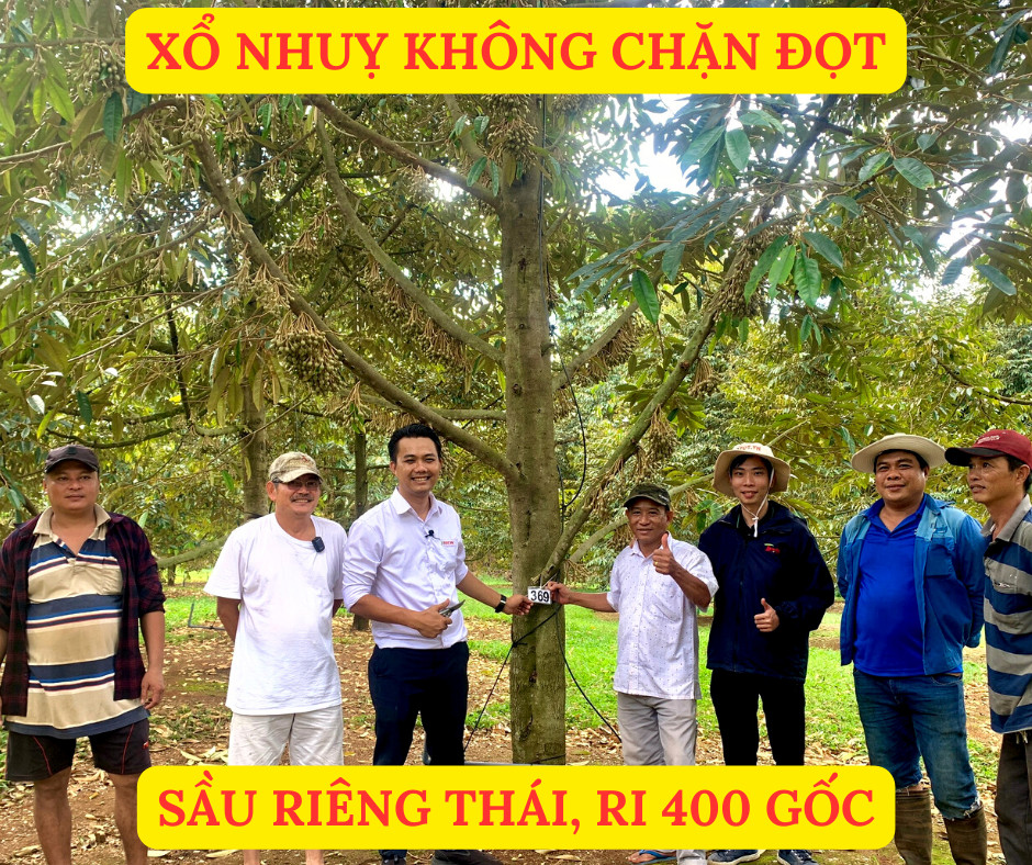 Vườn Chú Khiêm 400 gốc sầu riêng Thái, Ri, ở Long Khánh Đồng Nai