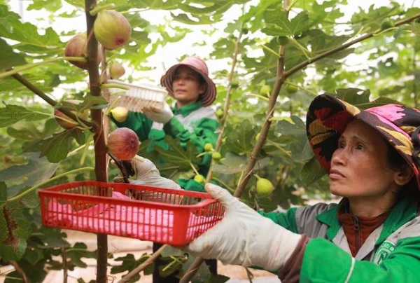 KINH NGHIỆM TRỒNG SUNG MỸ TRĨU CÀNH