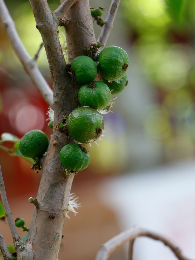 Độc đáo vườn nho thân gỗ của thầy giáo ở Cần Thơ