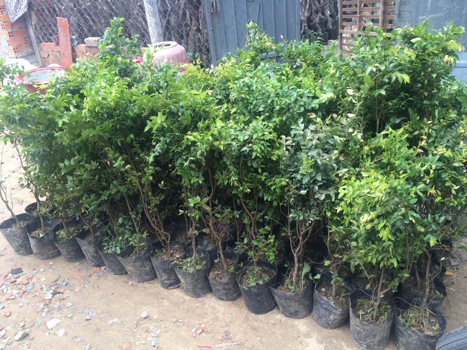 KỸ THUẬT TRỒNG NHO THÂN GỖ - BÍ QUYẾT CHO QUẢ SAI TỪ GỐC ĐẾN NGỌN