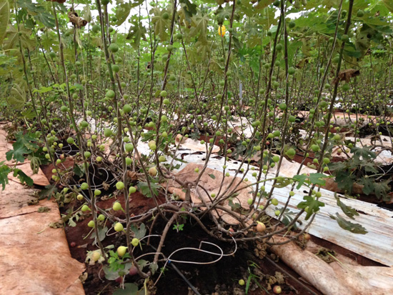 Những điều cần biết khi trồng cây Sung Mỹ Trí Nguyễn