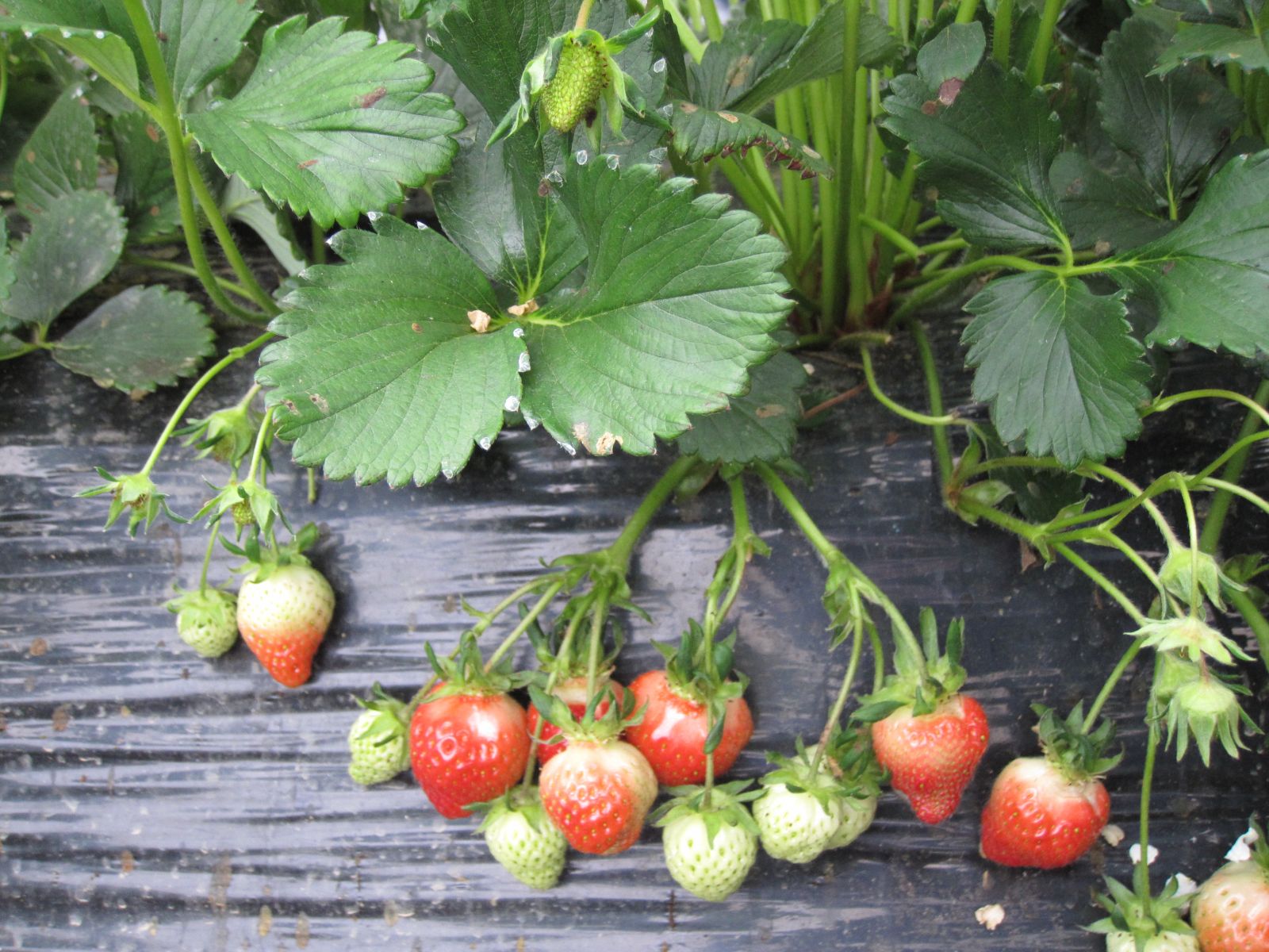 CÁC GIỐNG DÂU TÂY CHỊU NHIỆT TỐT NHẤT ĐỂ TRỒNG