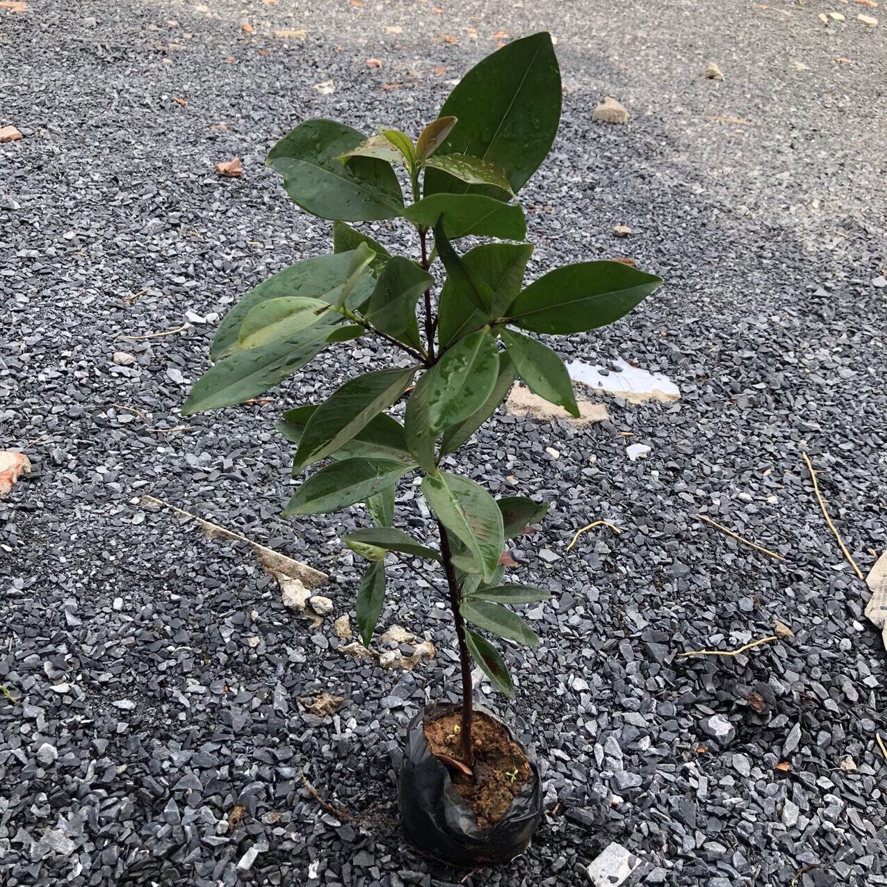 [Cây giống] Cherry Brazil - Grumichama (Eugenia brasiliensis) giống chuẩn, chịu nhiệt tốt, cực sai trái - cây cao 30-50cm, trồng khoảng 18 tháng cho trái