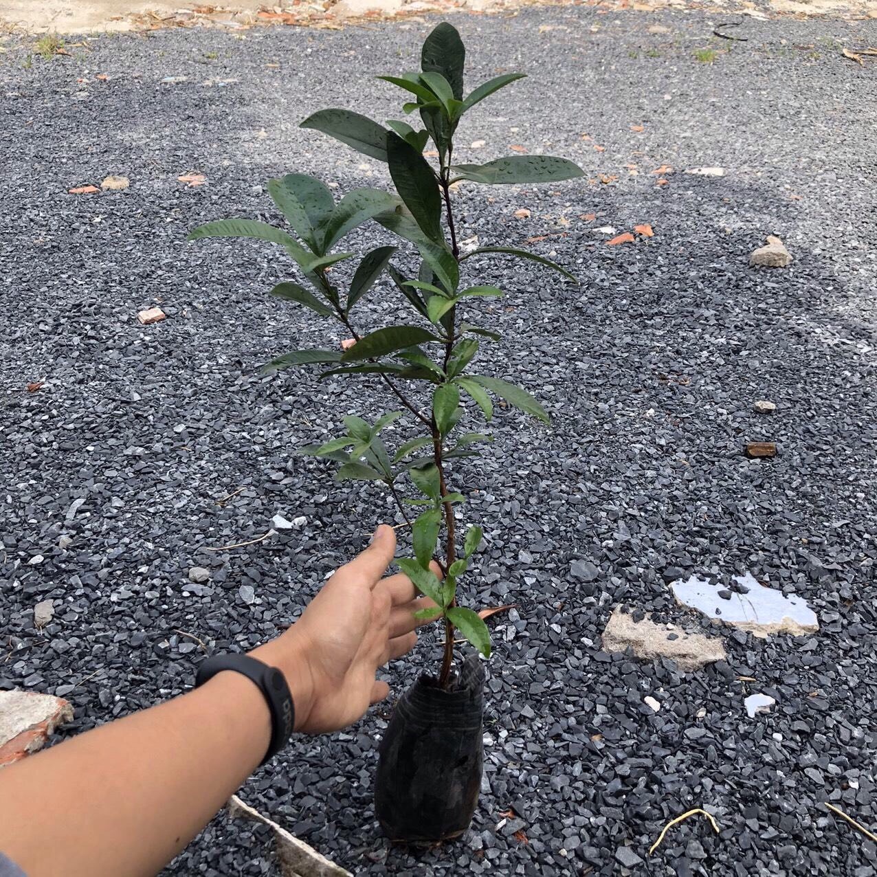 [Cây giống] Cherry Brazil - Grumichama (Eugenia brasiliensis) giống chuẩn, chịu nhiệt tốt, cực sai trái - cây cao 30-50cm, trồng khoảng 18 tháng cho trái