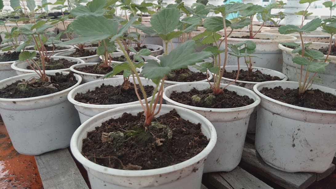 GIÁ THỂ TRỒNG DÂU TÂY VÀ KỸ THUẬT TRỒNG DÂU TÂY TRÊN GIÁ THỂ