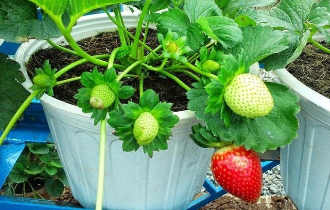 CÁC GIỐNG DÂU TÂY CHỊU NHIỆT TỐT NHẤT ĐỂ TRỒNG